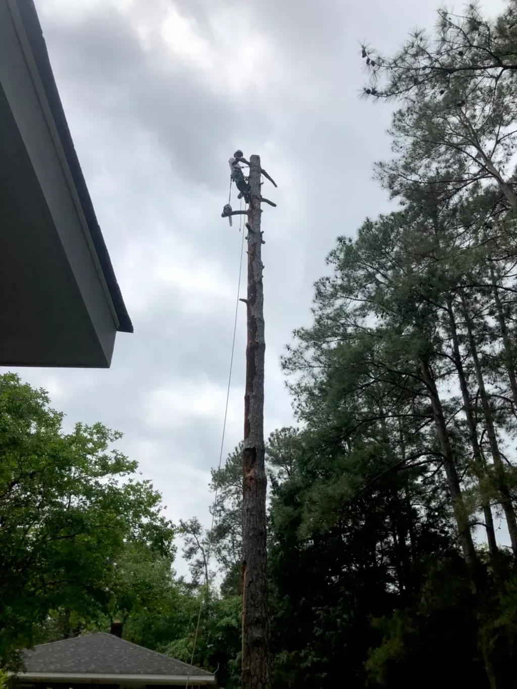 A man is climbing a tree in a backyard.