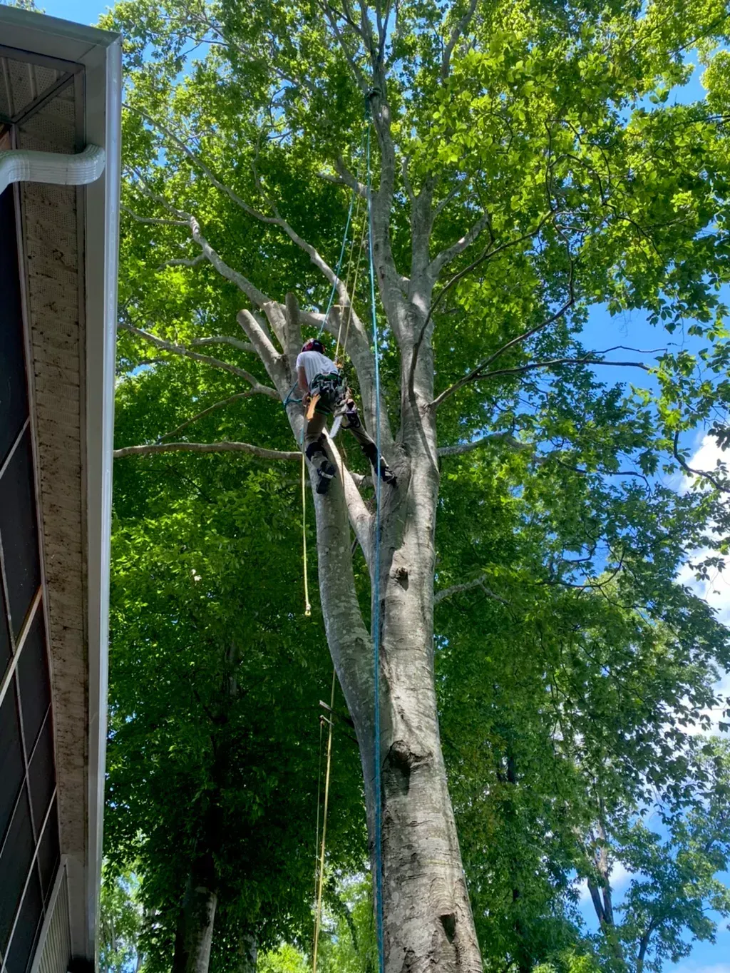 A man is climbing a tree next to a house.
