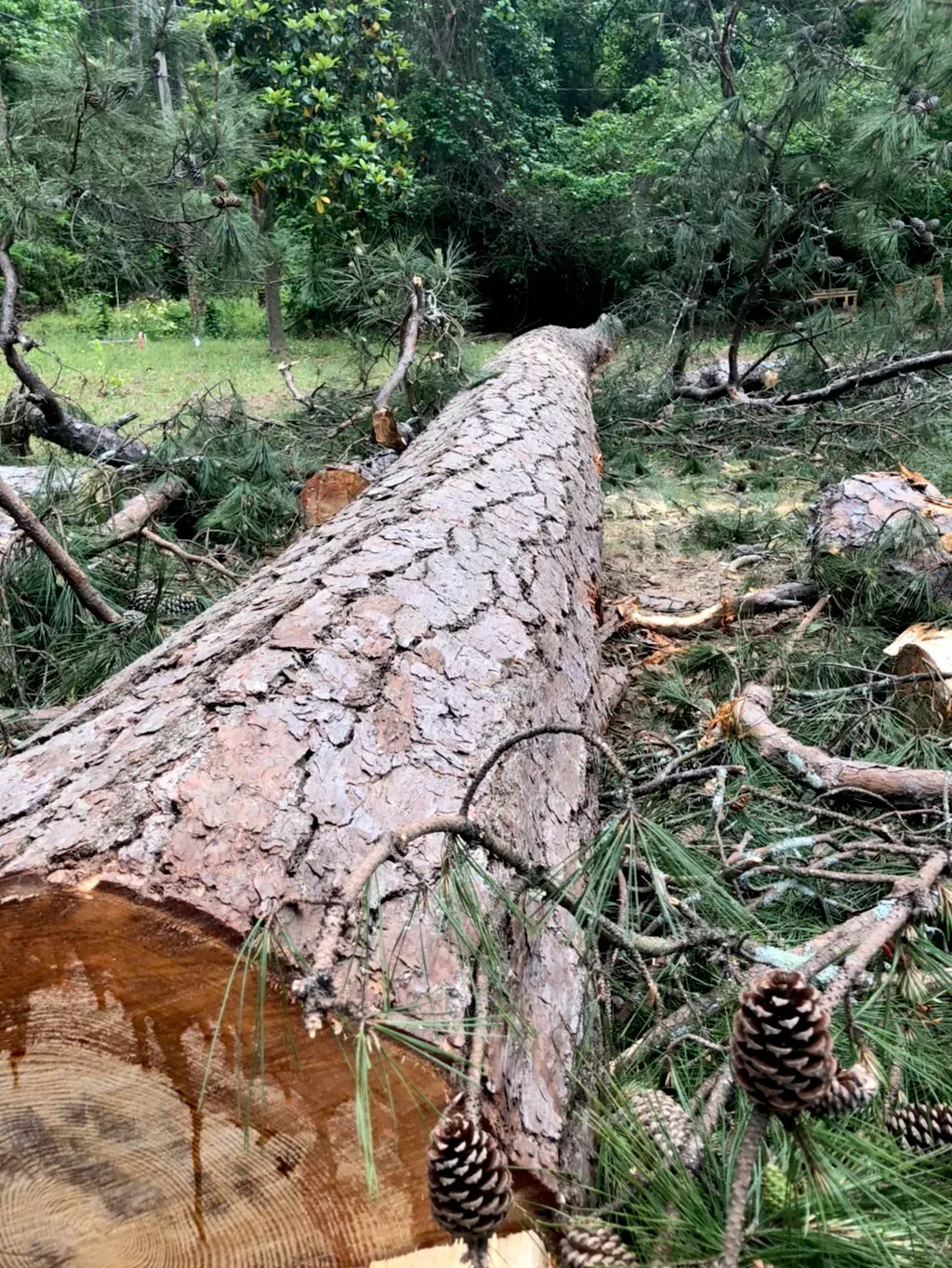 A large log is laying on the ground in the middle of a forest.