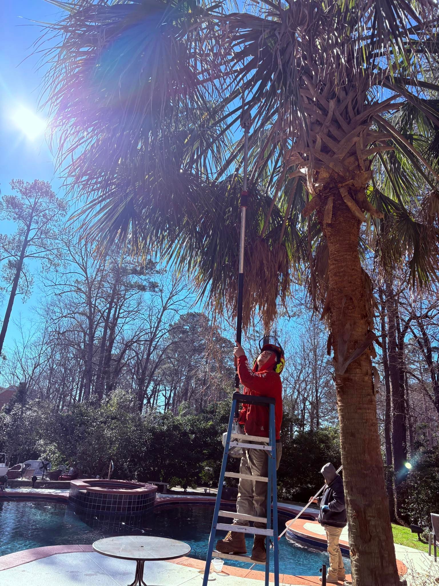 A man is standing on a ladder cutting a palm tree.
