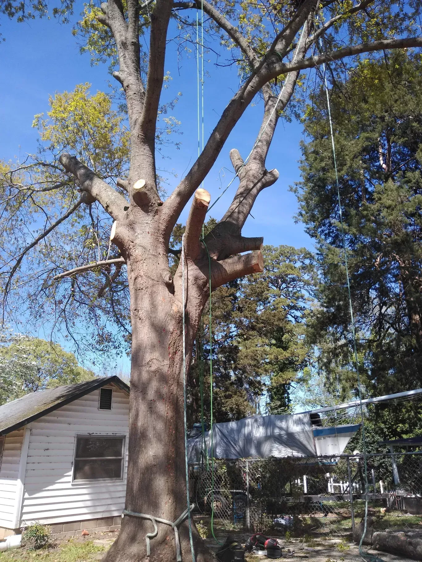A tree is being cut down in front of a house.