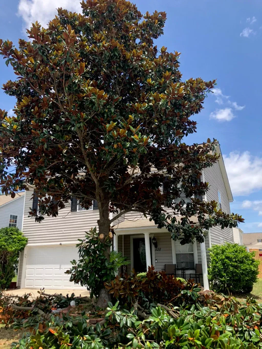A large tree is in front of a house.