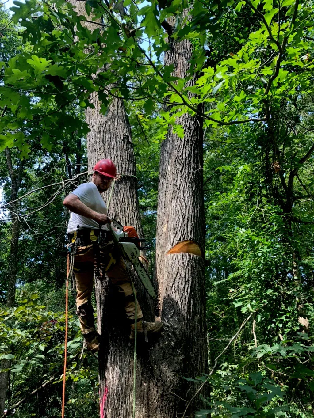 A man is cutting a tree with a chainsaw in the woods.