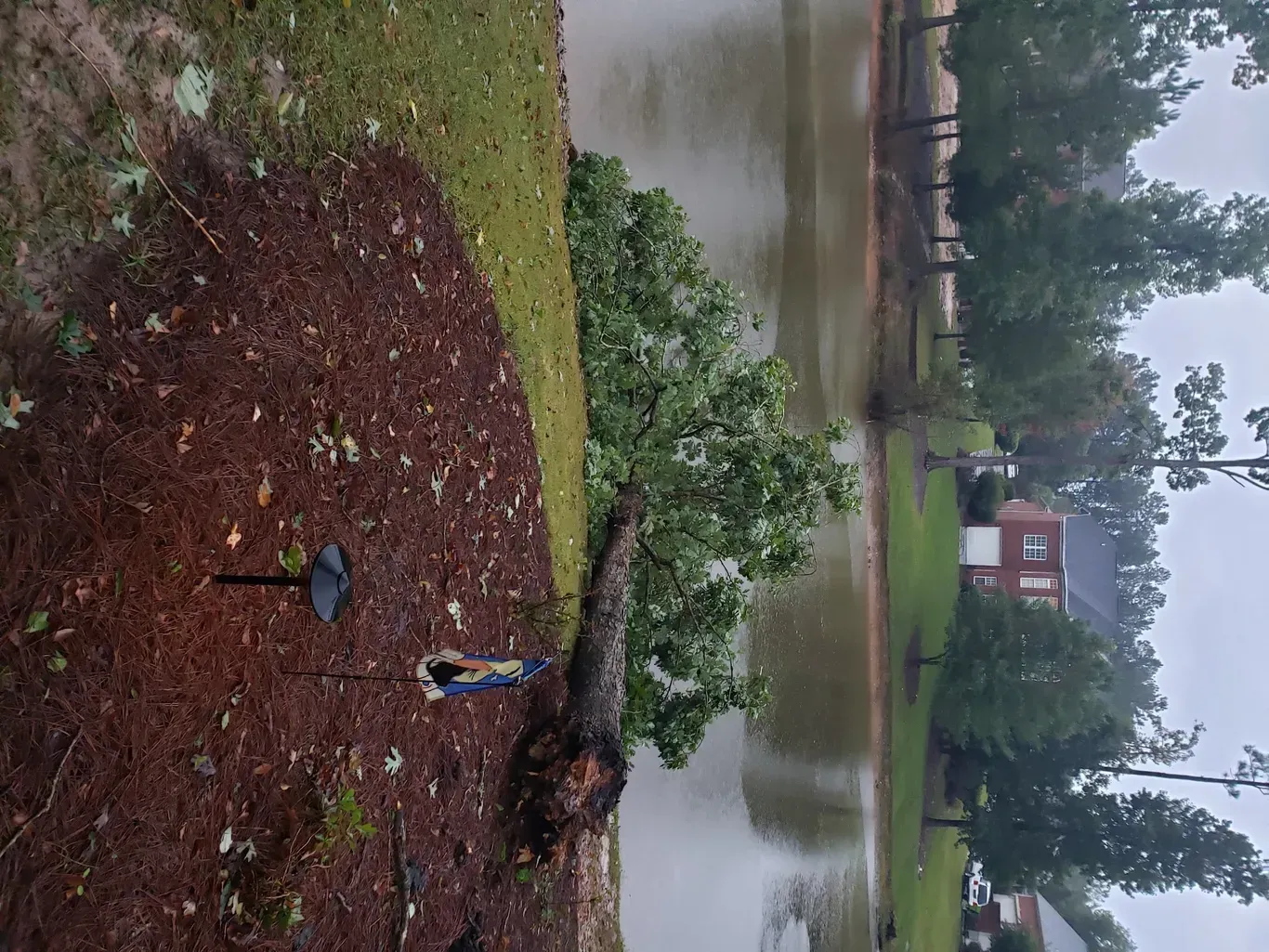 A person is standing next to a fallen tree in a park.