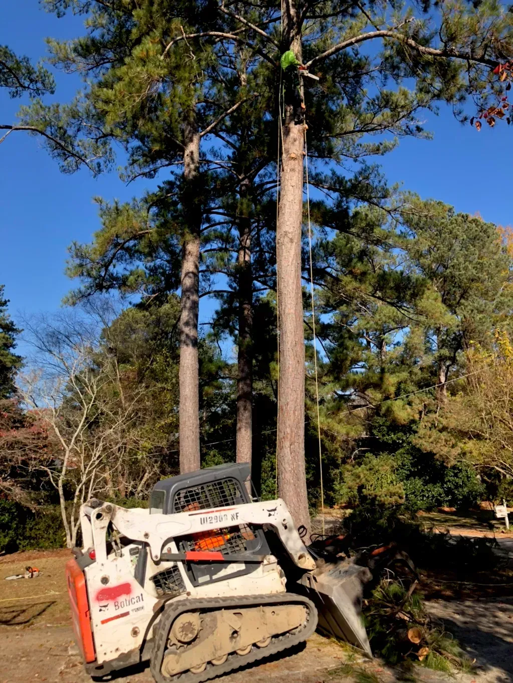 A bobcat is cutting down a tree in the woods.