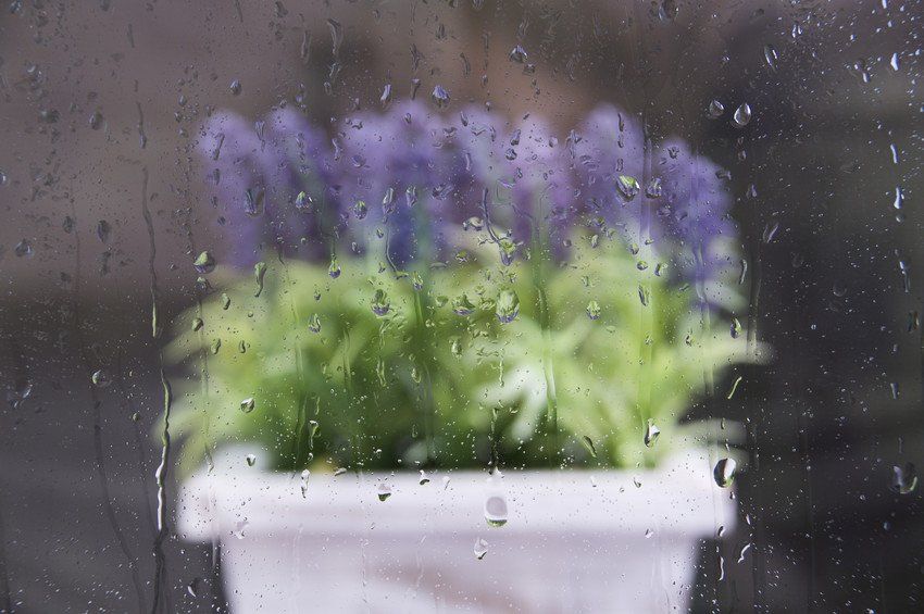 Lavender in the rain outside the window