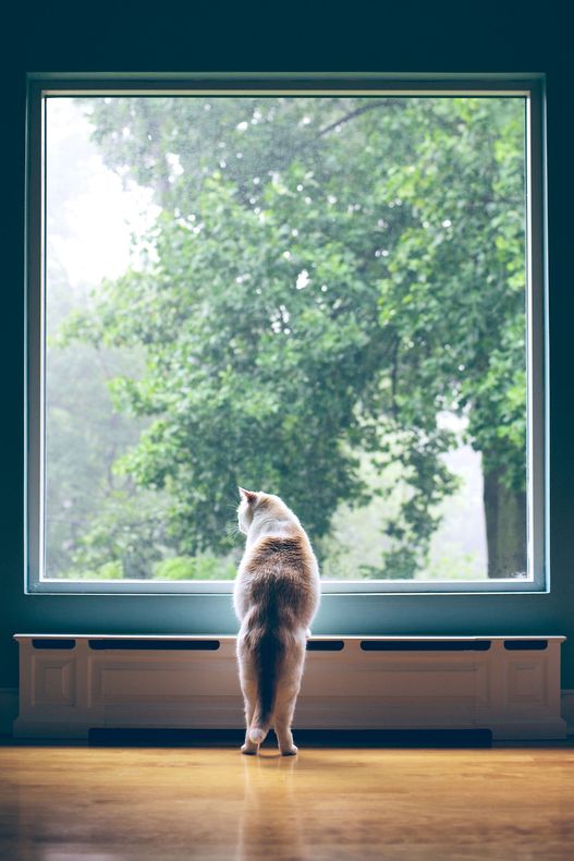 cat looking out of large window
