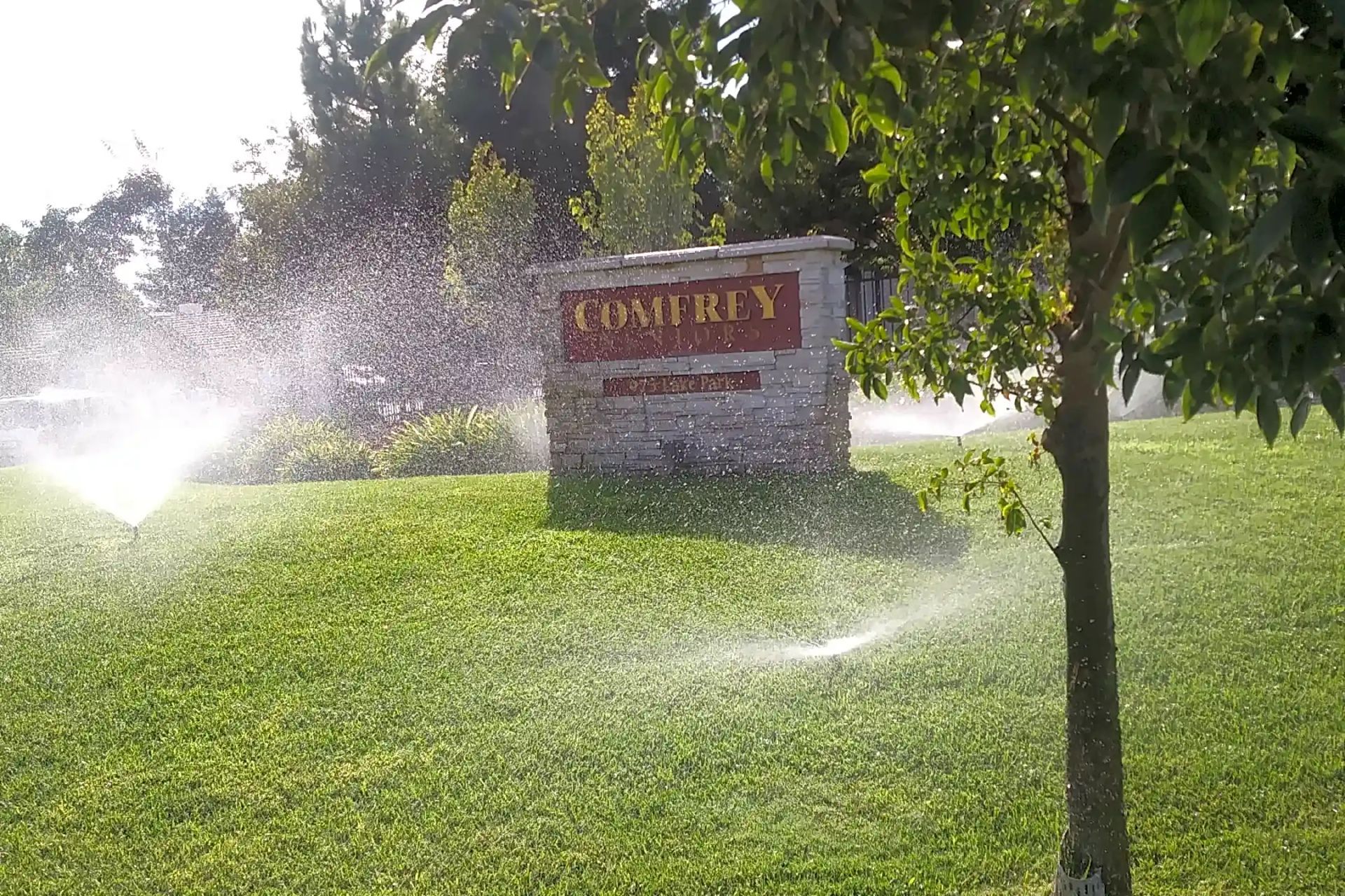 Comfrey Senior  - Image 2