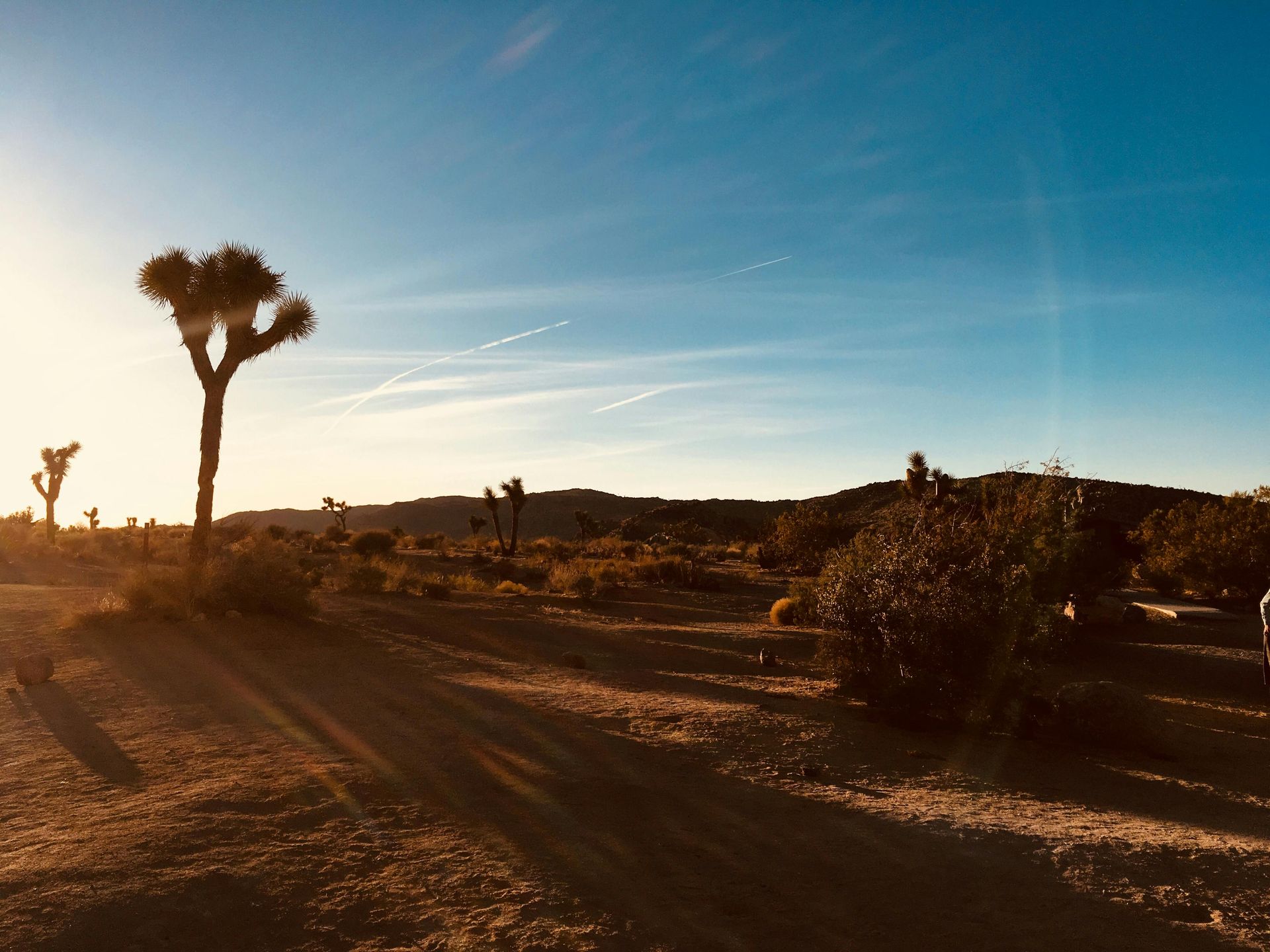 Stock photo of shrubbery and a few trees in the desert