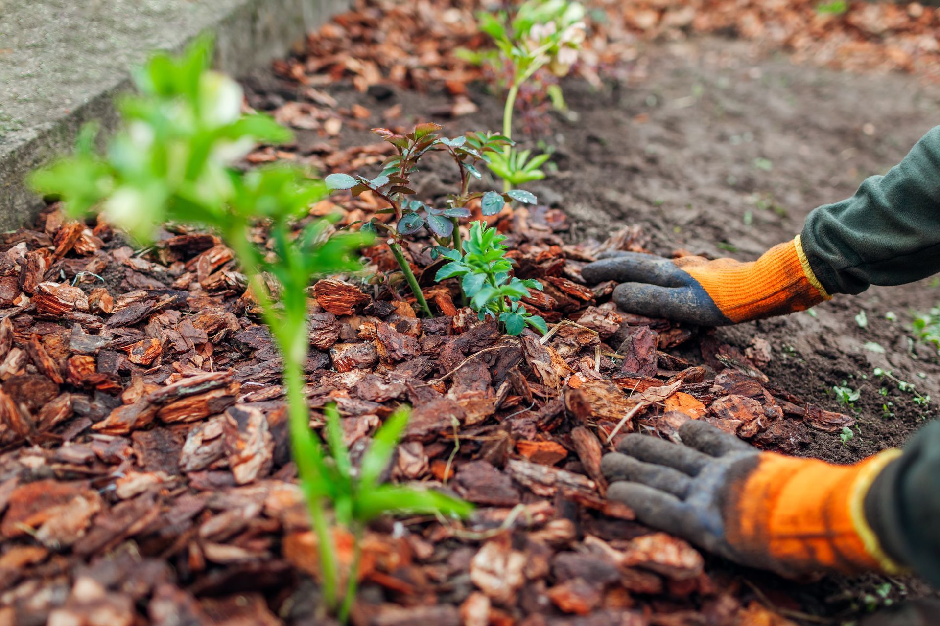 Hands in orange and grey work gloves arranging brown wood chip mulch around small green plants in a garden bed. Hands in orange and grey work gloves arranging brown wood chip mulch around small green plants in a garden bed.