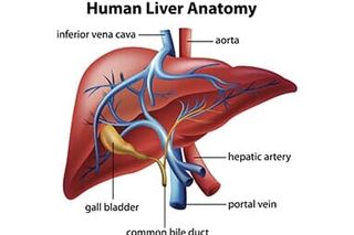 Human Liver Anatomy - endoscopy newyork in Troy, NY