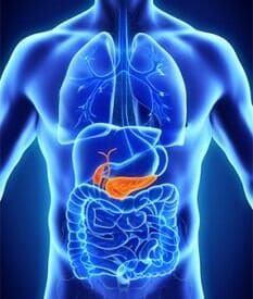 Human Gallbladder and Pancreas Anatomy - colonoscopy troy in Troy, NY