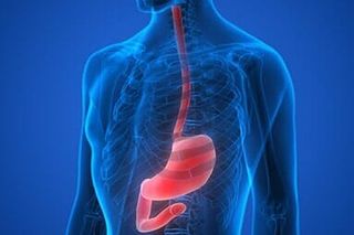 Human Body Organs (Stomach Anatomy) - Advanced Gastroenterology in Troy, NY