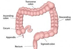 anatomy of large intestine - advance gastroenterology in Troy, NY
