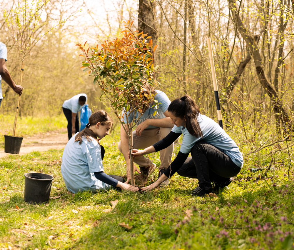 A group of people are planting trees in the woods.