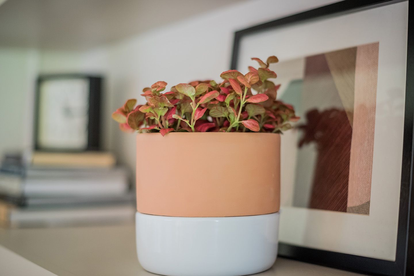 Terracotta and white plant pot with plant