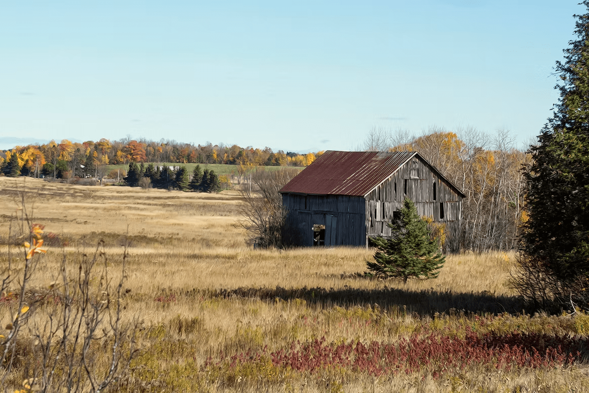 Old weathered barn in a grassy field with autumn trees under a clear blue sky