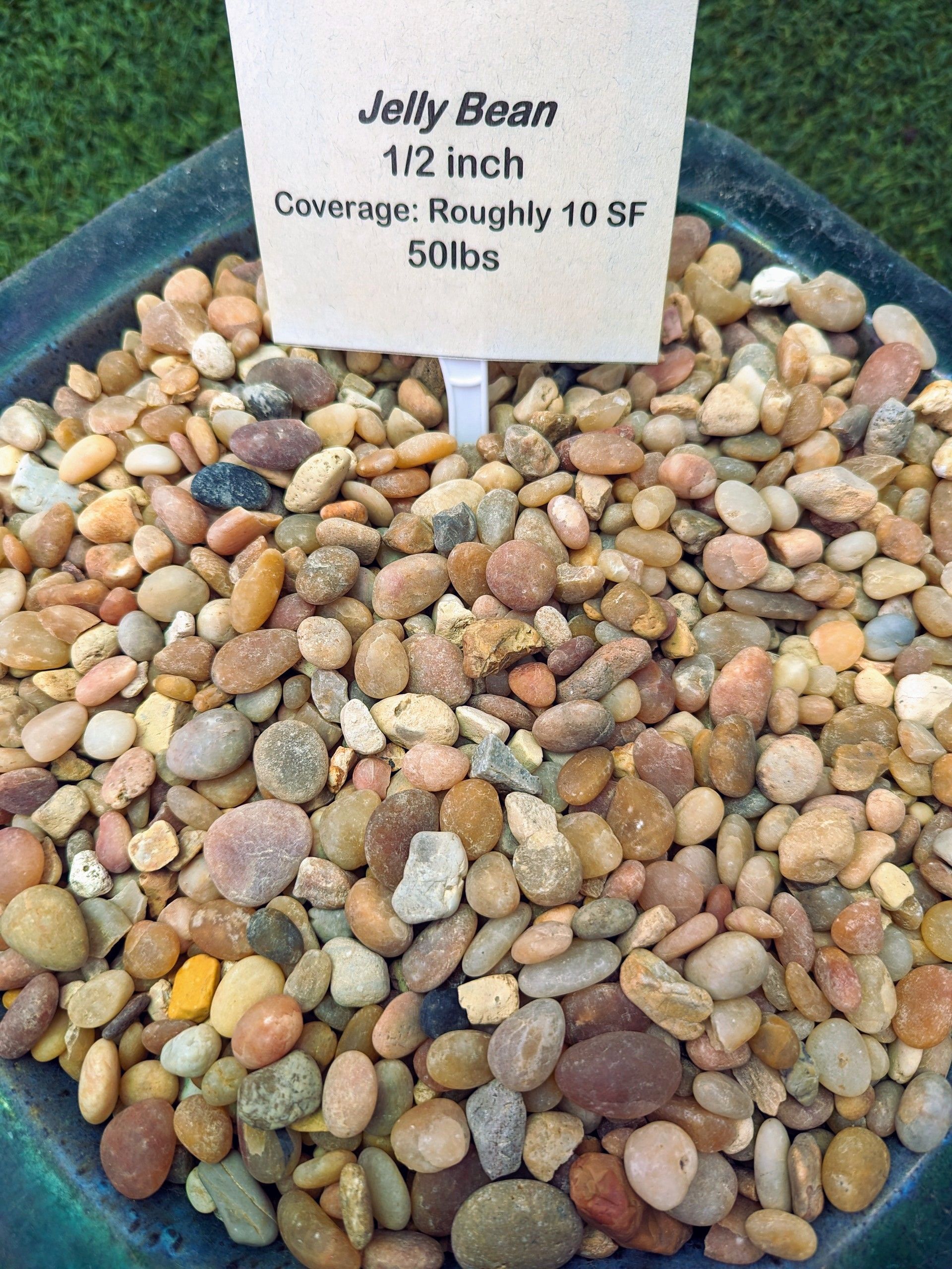 Jelly Bean — Waimanalo, HI — Big Rock Garden