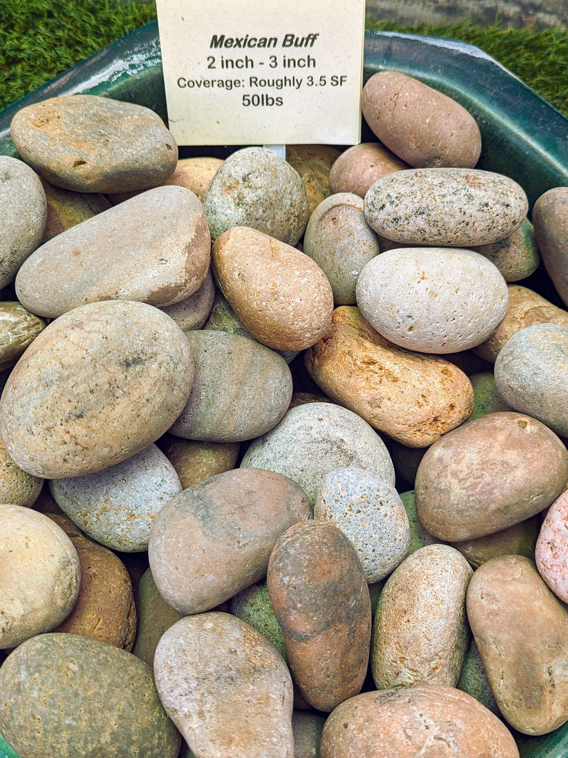 Mexican Buff — Waimanalo, HI — Big Rock Garden