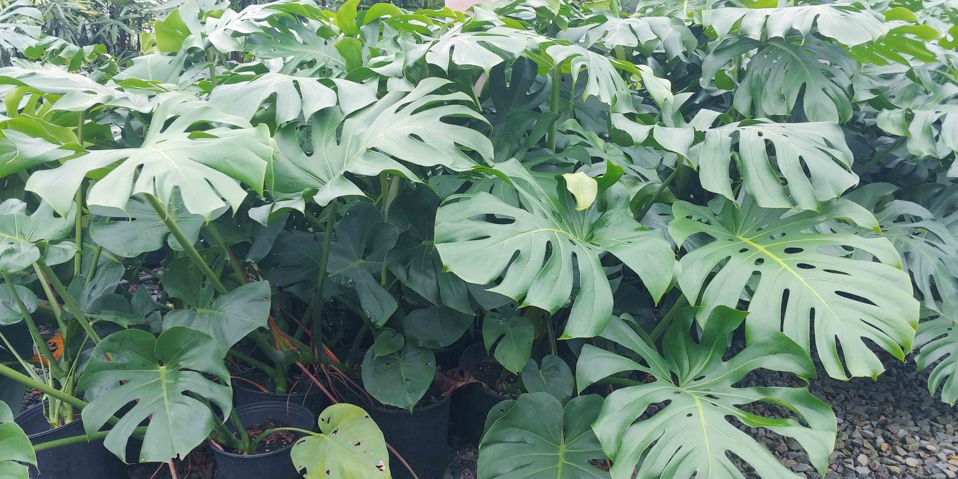 Landscape 15 — Waimanalo, HI — Big Rock Garden