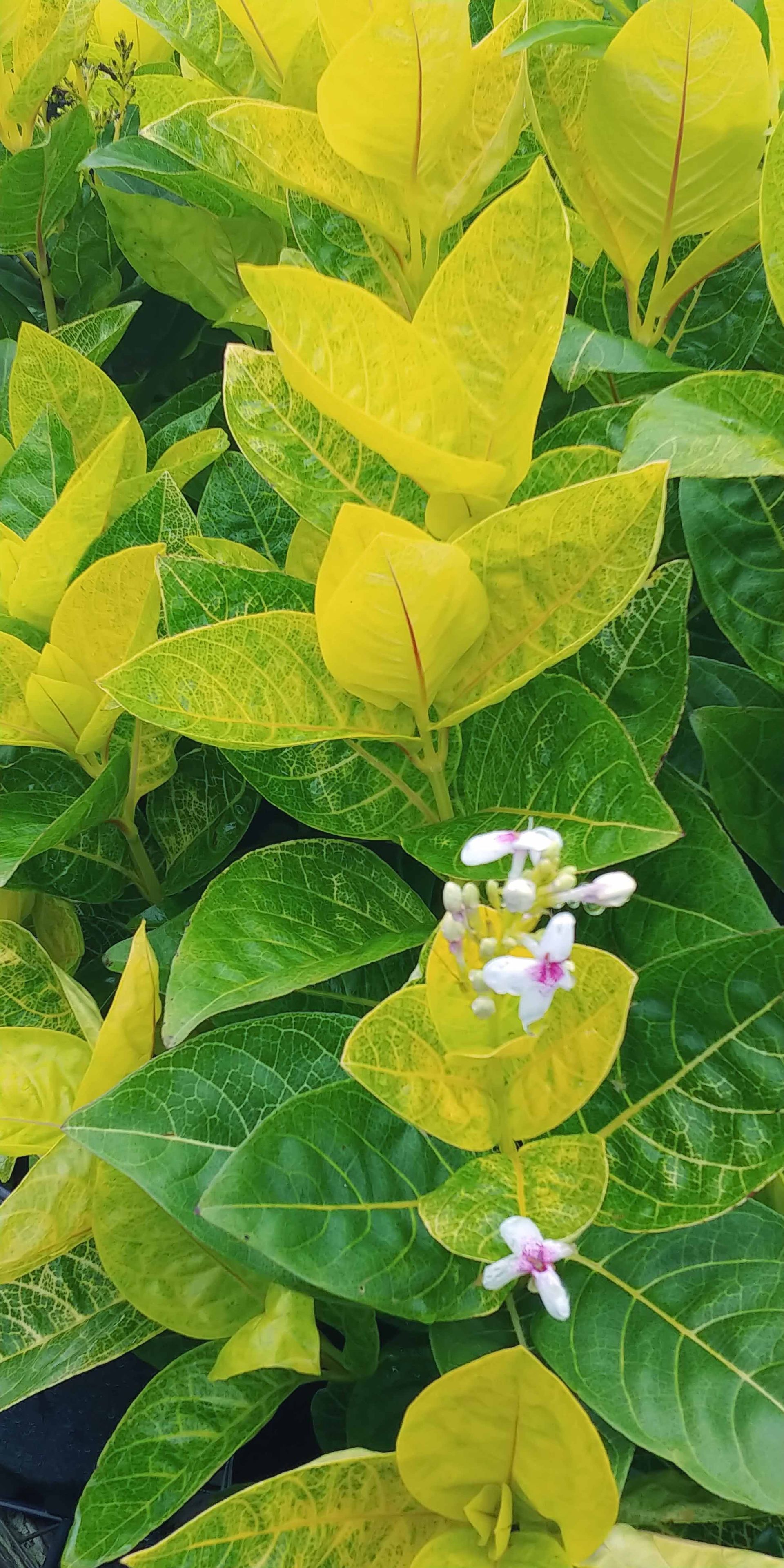 Landscape 2 — Waimanalo, HI — Big Rock Garden