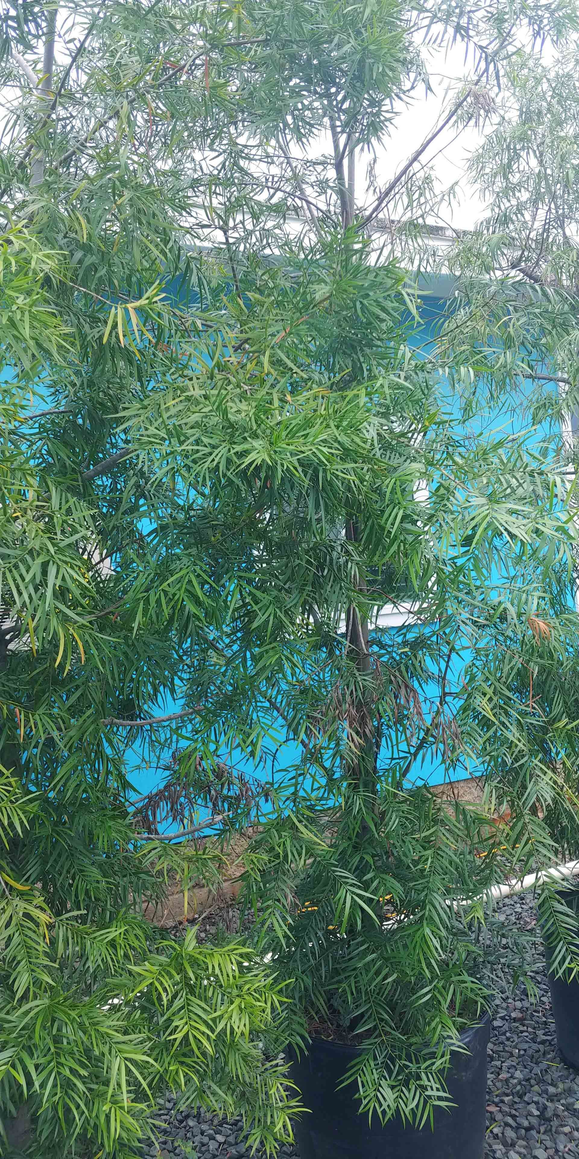 Landscape 9 — Waimanalo, HI — Big Rock Garden