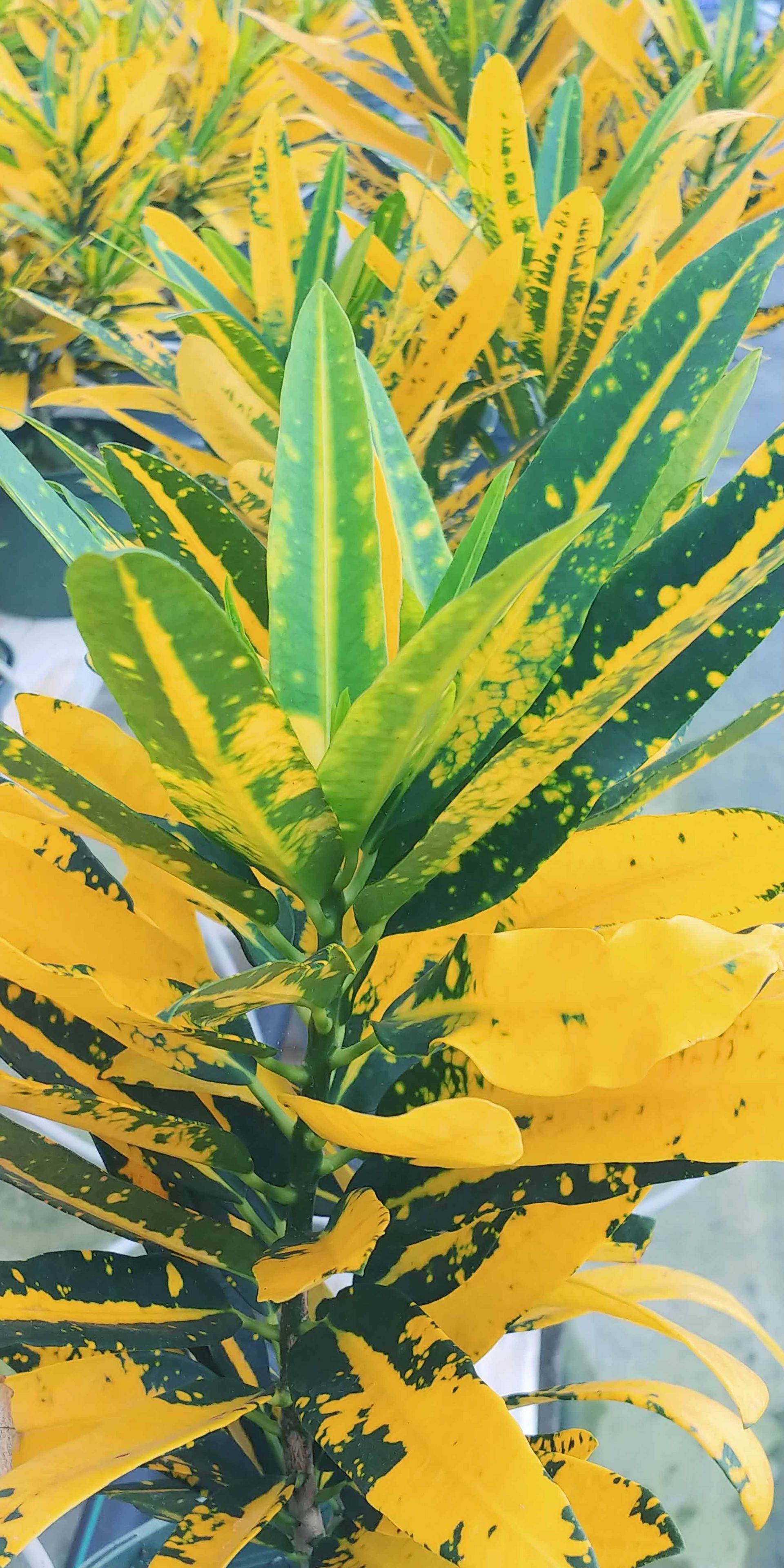 Landscape 3 — Waimanalo, HI — Big Rock Garden