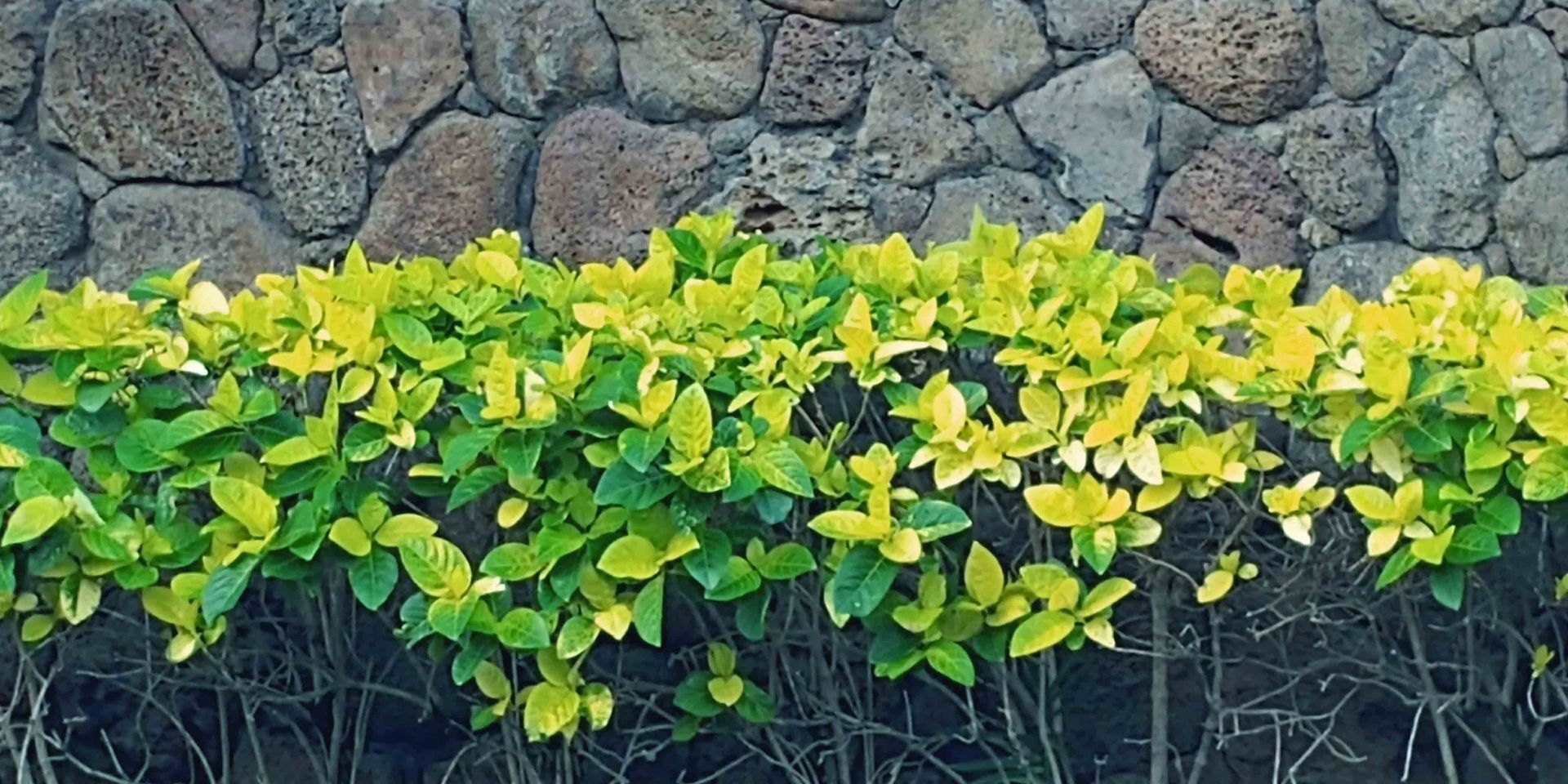 Landscape 21 — Waimanalo, HI — Big Rock Garden