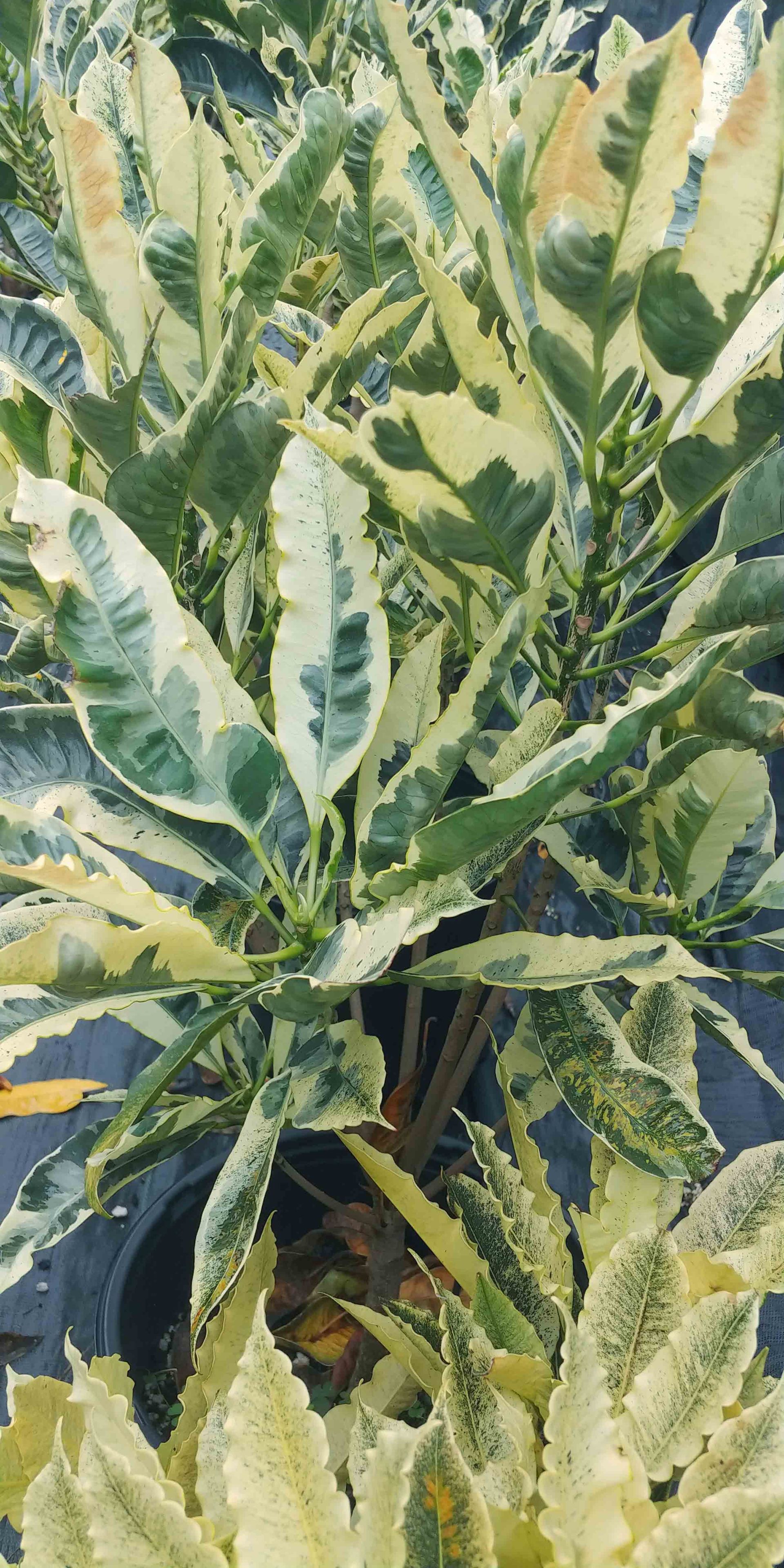 Landscape 12 — Waimanalo, HI — Big Rock Garden