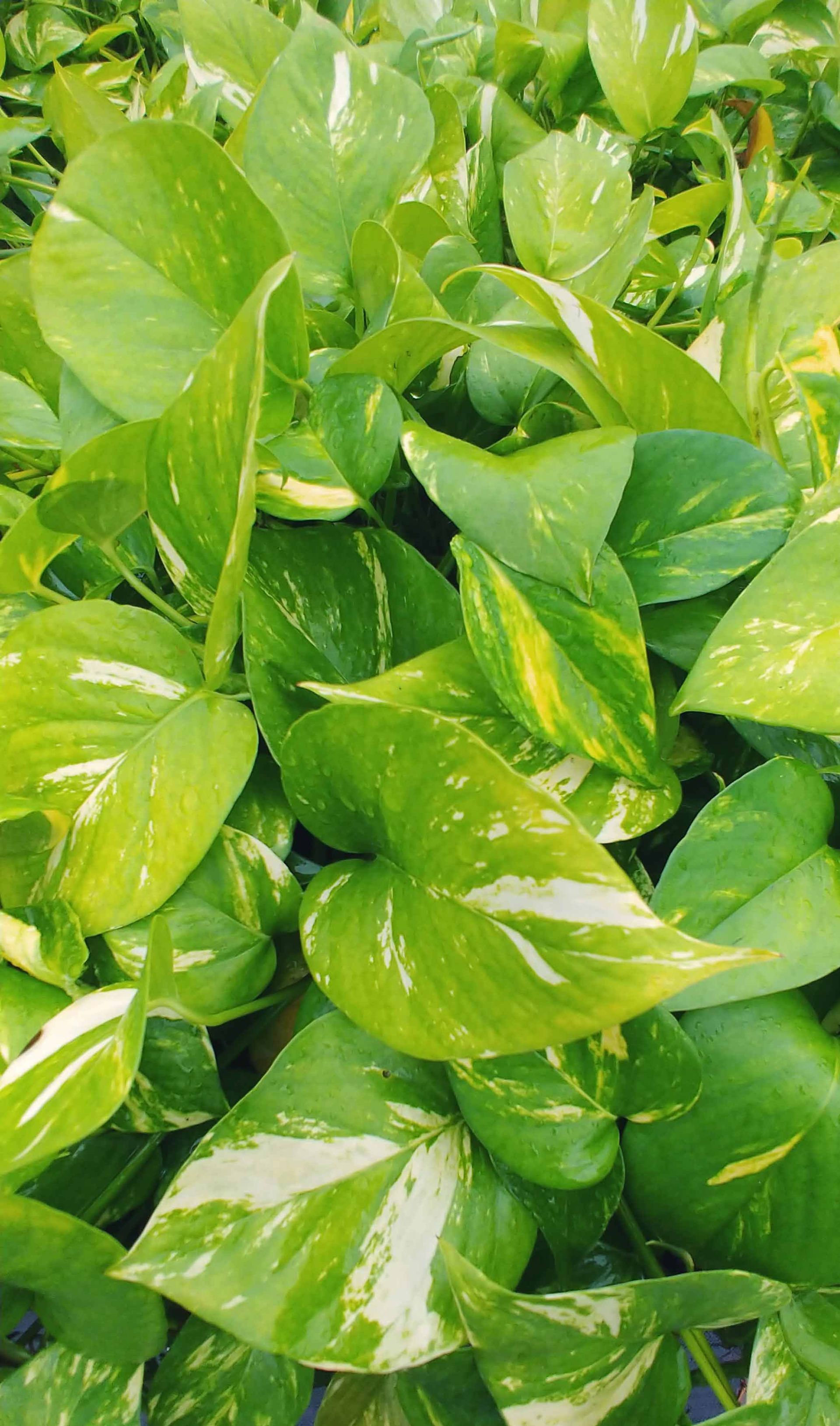 Landscape 10 — Waimanalo, HI — Big Rock Garden