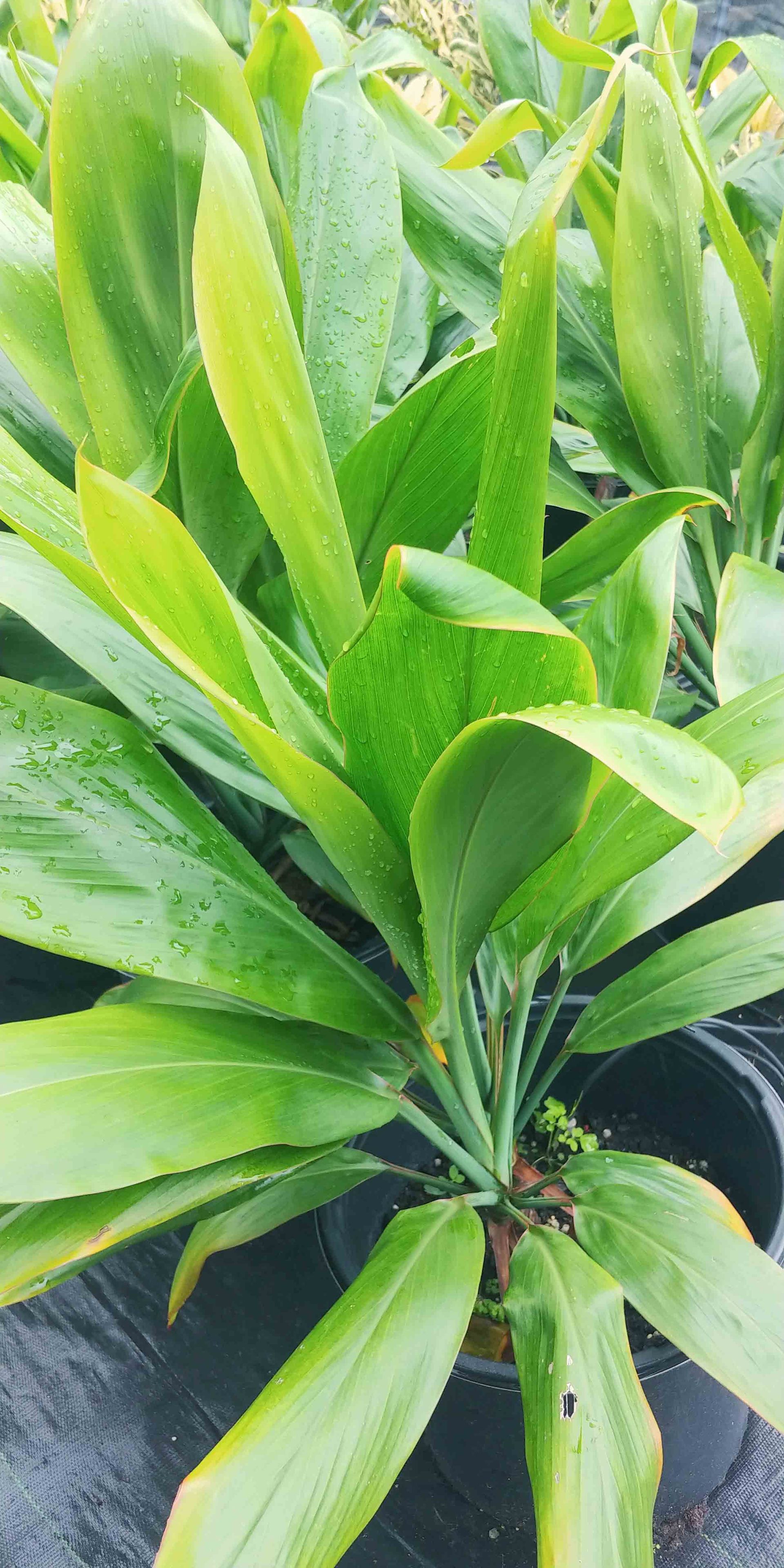 Landscape 13 — Waimanalo, HI — Big Rock Garden