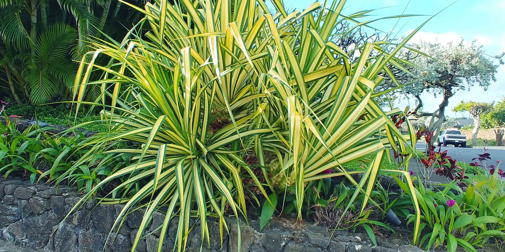 Landscape 19 — Waimanalo, HI — Big Rock Garden