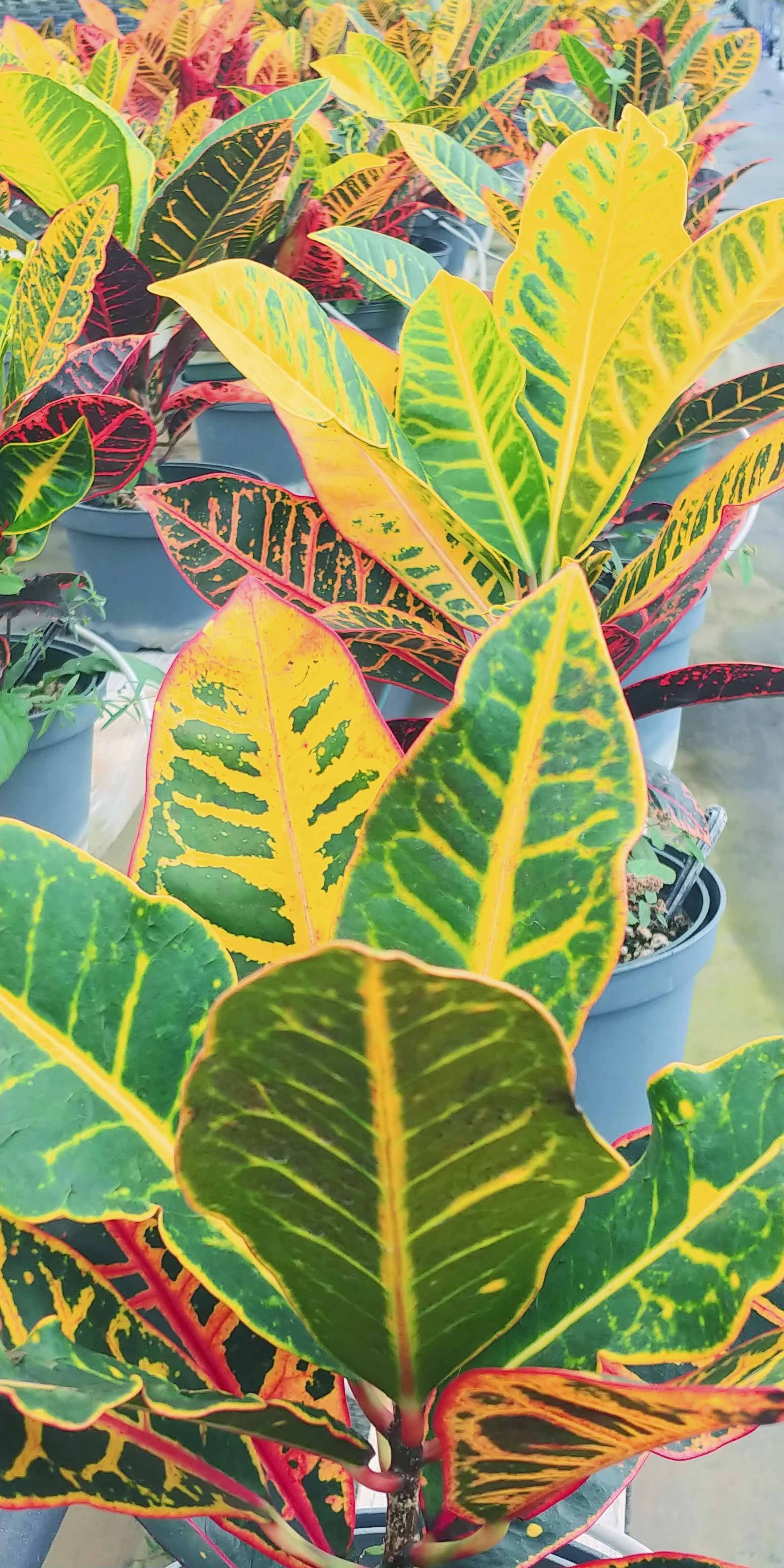 Landscape 5 — Waimanalo, HI — Big Rock Garden