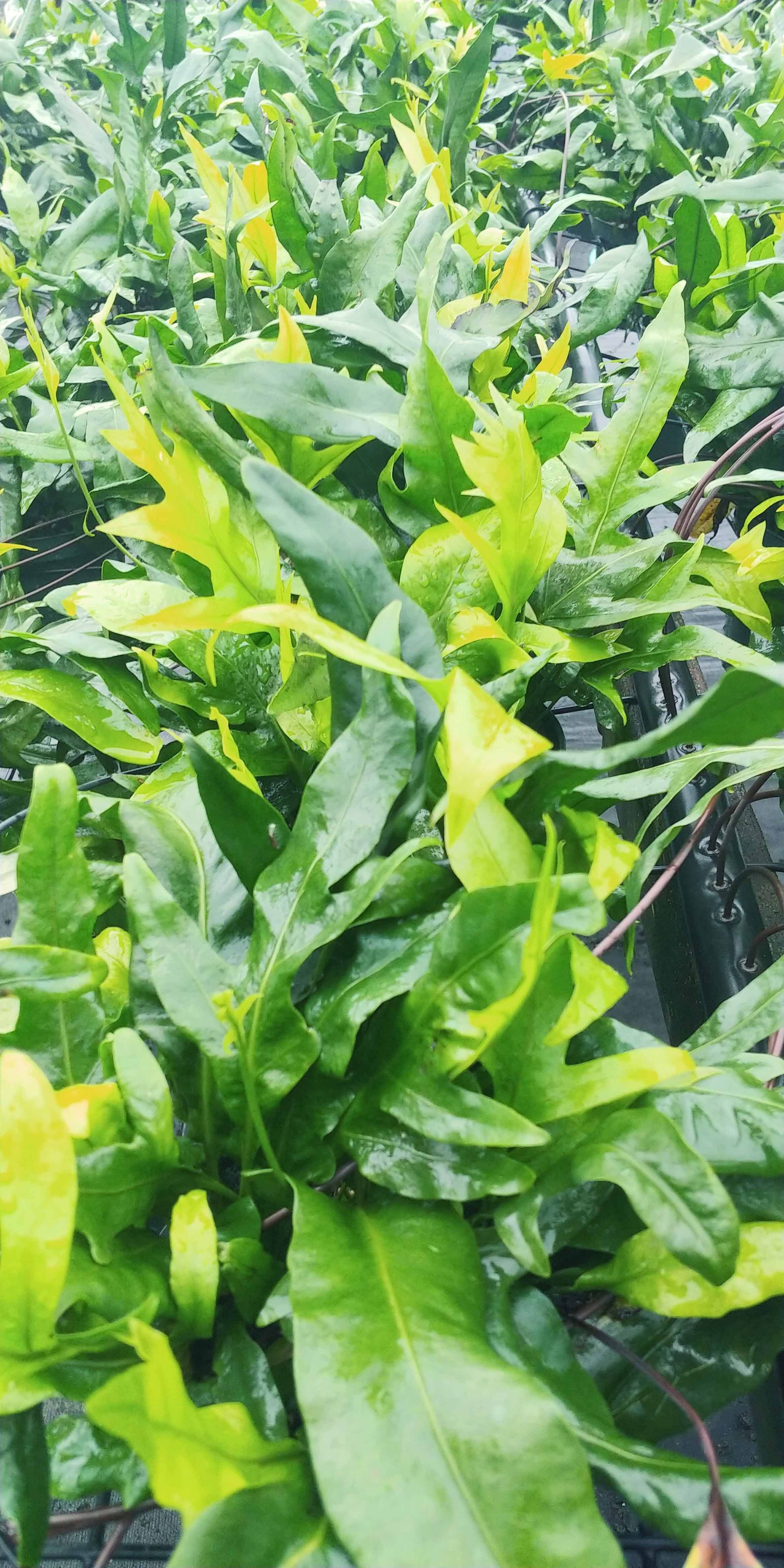 Landscape 8 — Waimanalo, HI — Big Rock Garden