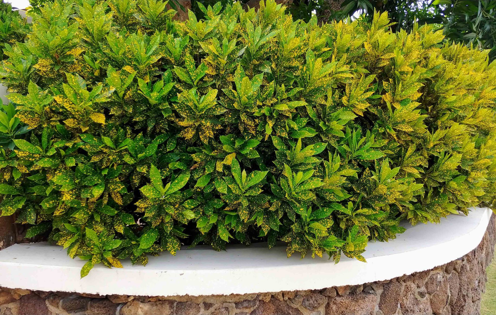 Landscape 18 — Waimanalo, HI — Big Rock Garden