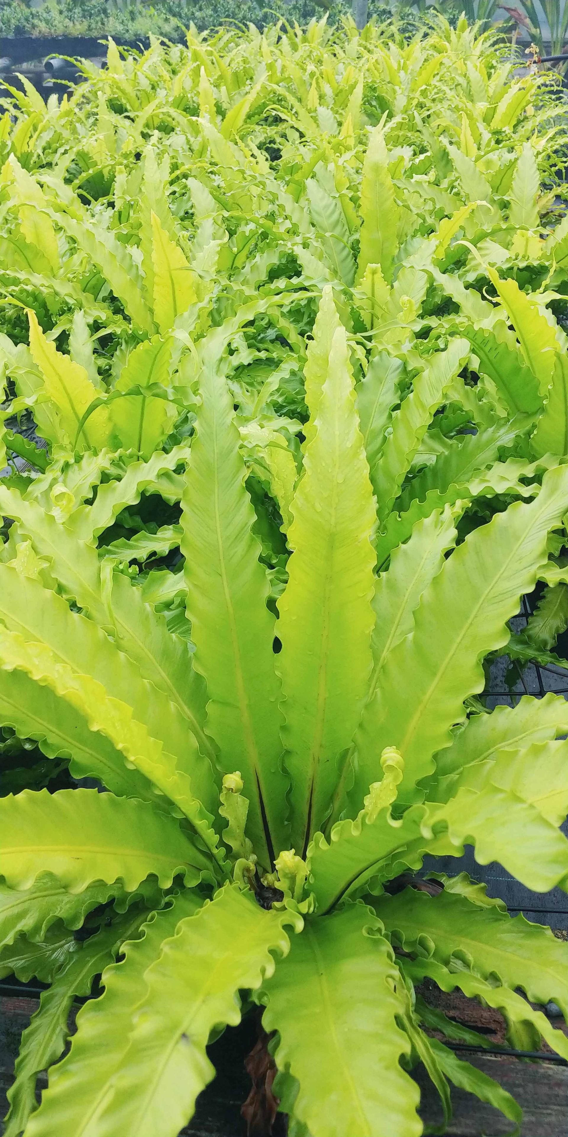 Landscape 7 — Waimanalo, HI — Big Rock Garden