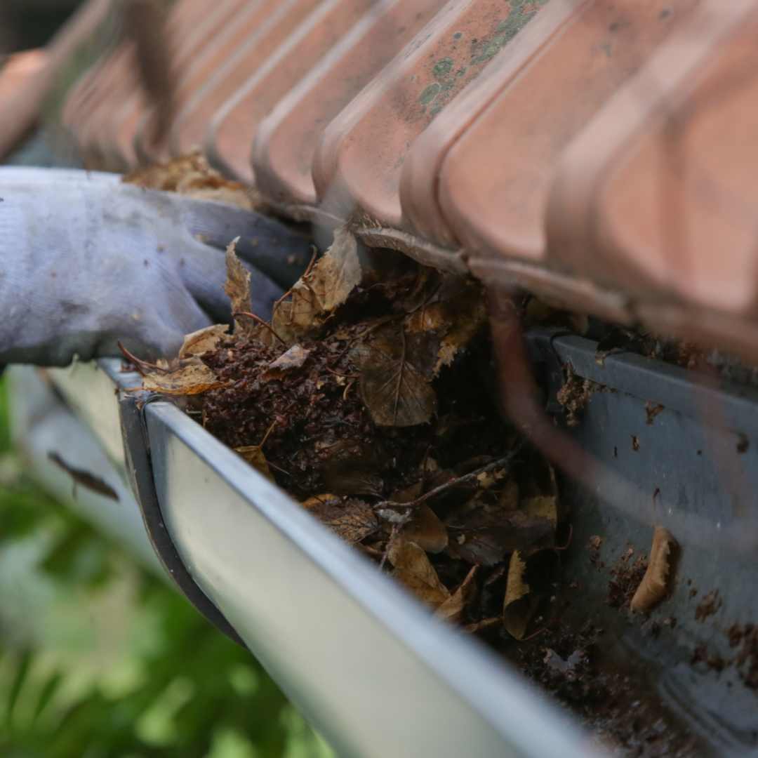 A person is cleaning a gutter from leaves on a roof