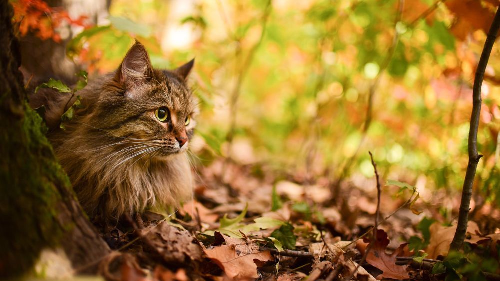 A Cat Is Sitting On A Pile Of Leaves In The Woods — Angels for Pets In Emerald, QLD