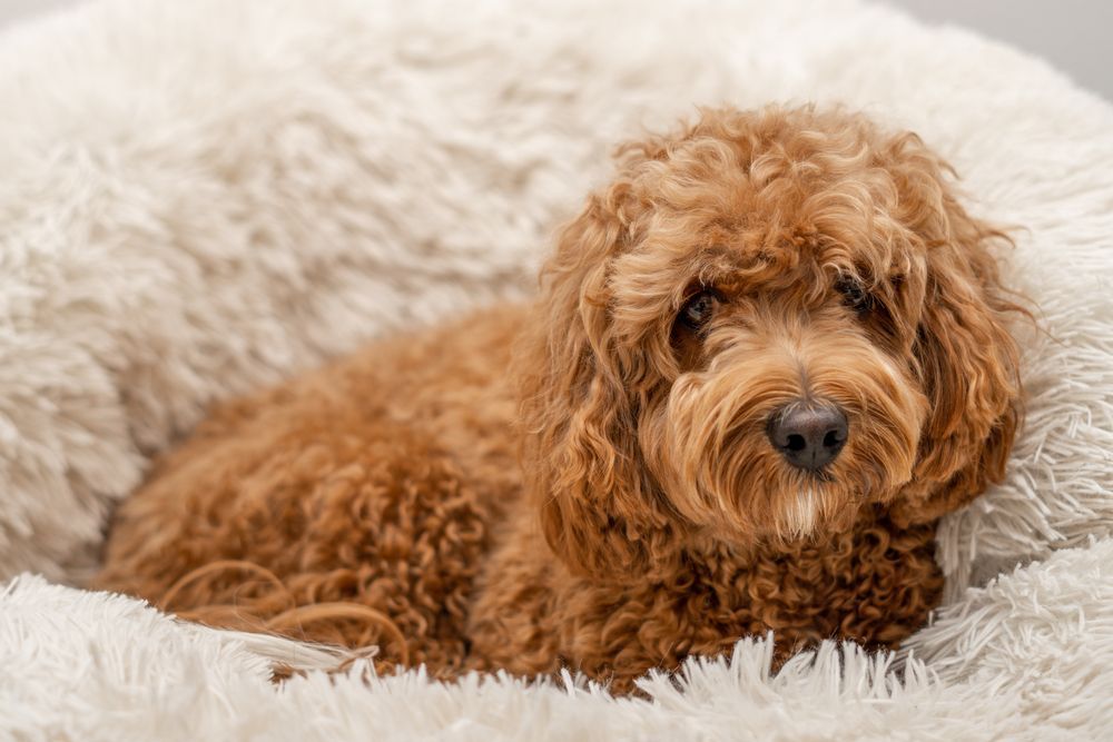 A Small Brown Dog Is Laying In A White Dog Bed — Angels for Pets In Tanby, QLD