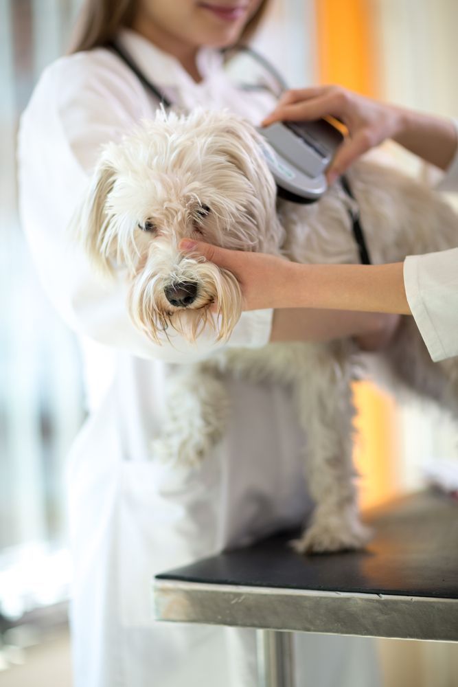 A Veterinarian is examining a Dog In A Veterinary Clinic — Angels for Pets In Tanby, QLD