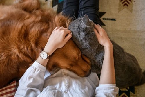 A Woman Is Laying On The Floor With A Dog And A Cat — Angels for Pets In Tanby, QLD