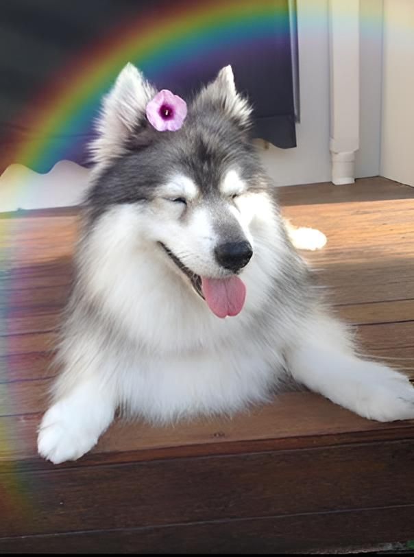 A Husky Dog With A Pink Flower In Its Hair — Angels for Pets In Tanby, QLD