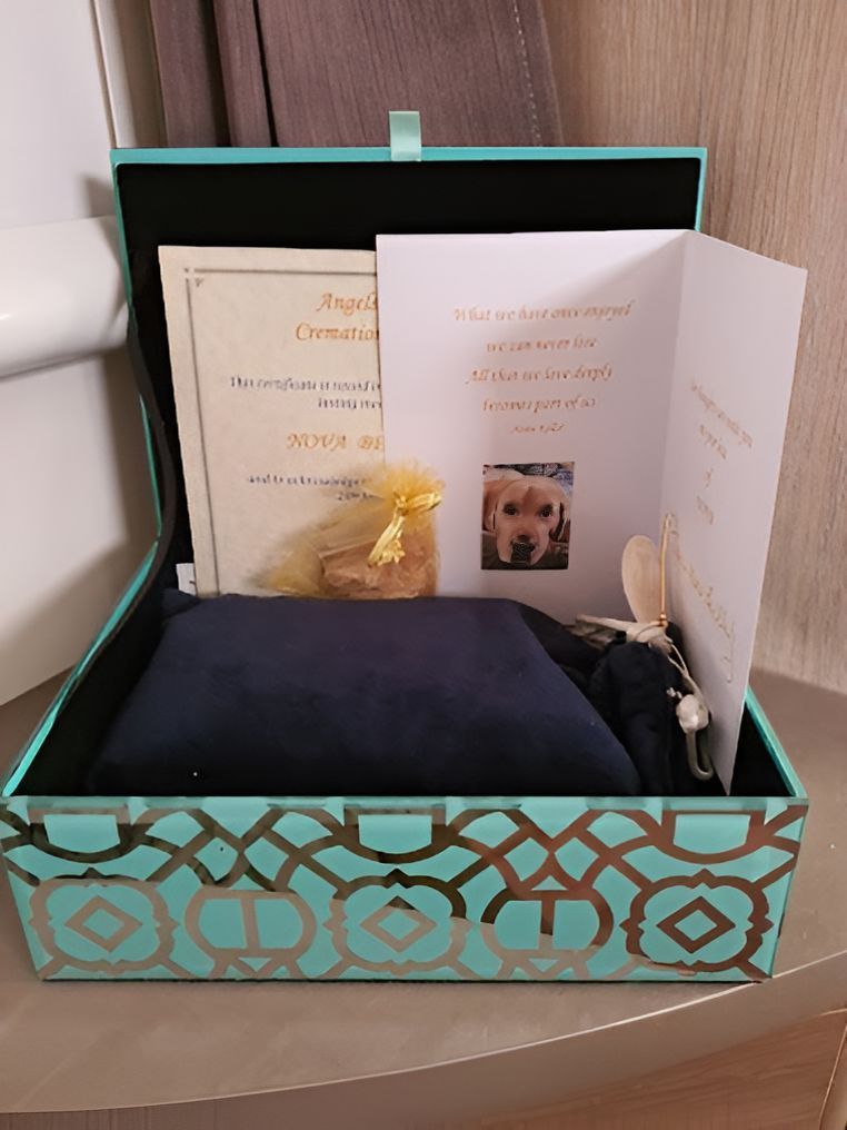 A Blue Box With A Picture Of A Dog On It — Angels for Pets In Capricorn Coast, QLD