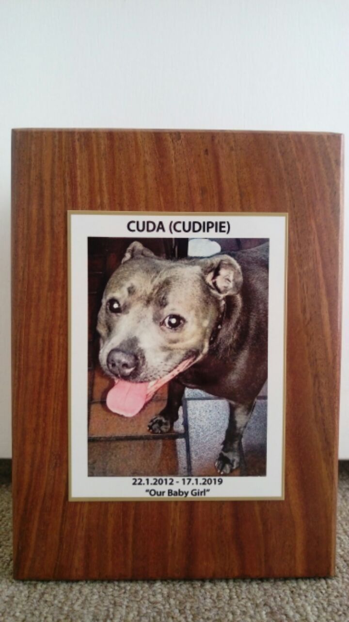 A Picture Of A Dog With The Name Cuda On It — Angels for Pets In Tanby, QLD