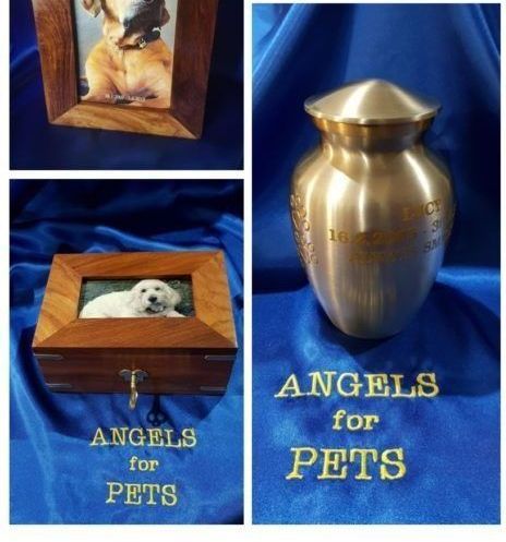 A Picture Of A Dog Is On A Box That Says Angels For Pets — Angels for Pets In Tanby, QLD