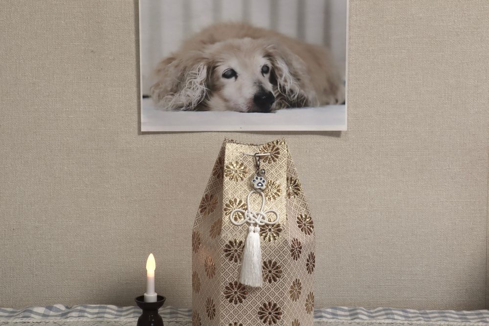A Picture Of A Dog Laying On A Bed Next To A Candle And A Bag — Angels for Pets In Tanby, QLD
