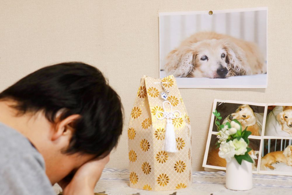 A Man Is Sitting In Front Of A Picture Of A Dog — Angels for Pets In Tanby, QLD