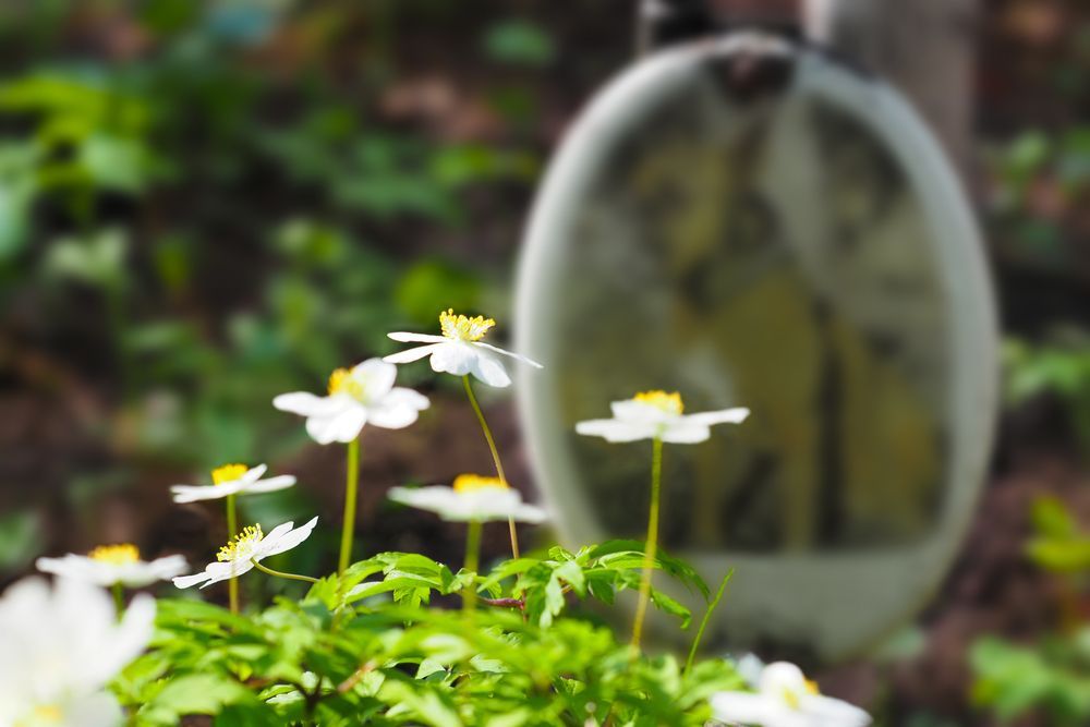 There Is A Clock In The Background And Flowers In The Foreground — Angels for Pets In Tanby, QLD