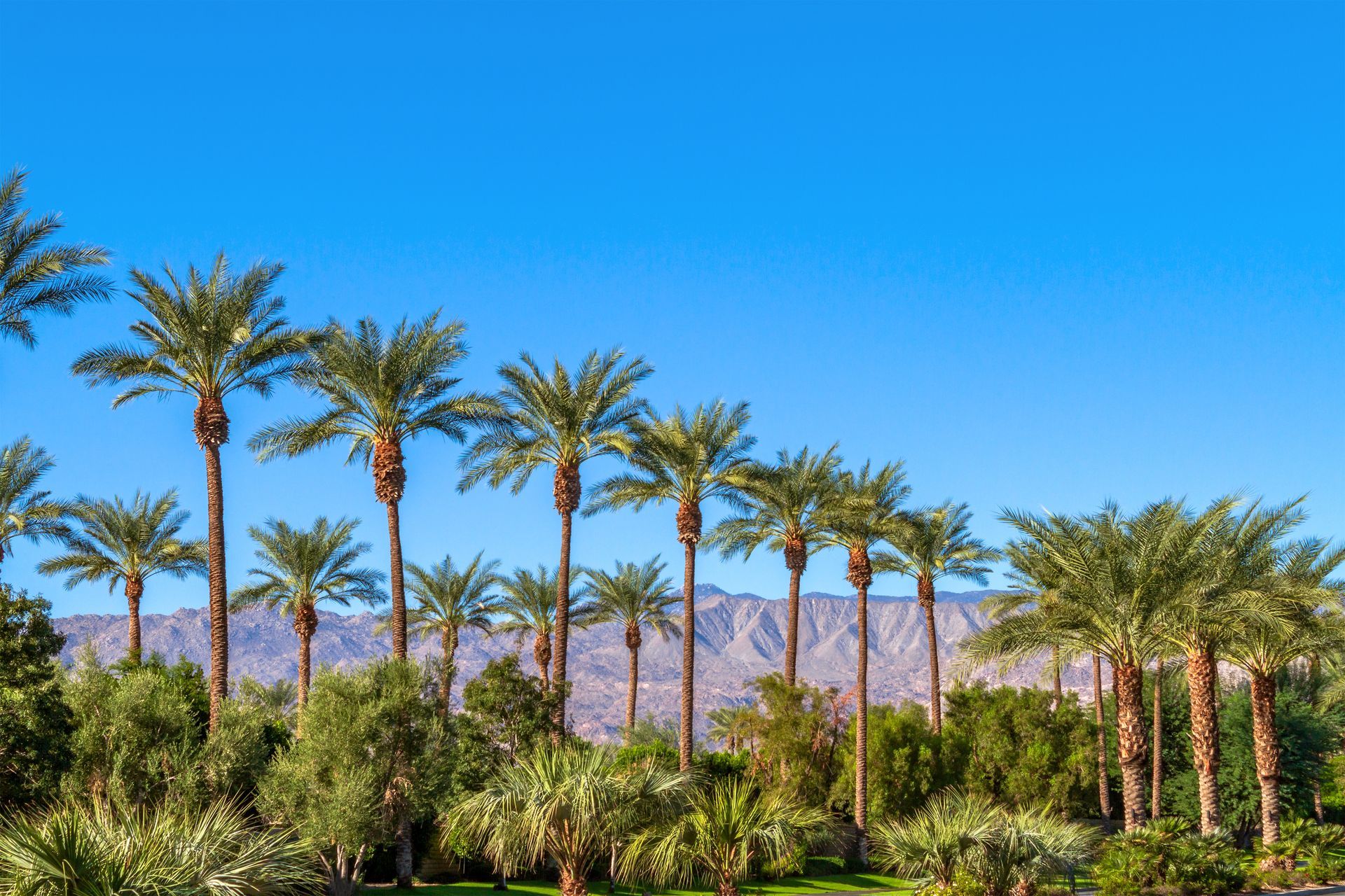 A row of palm trees in the desert with mountains in the background.