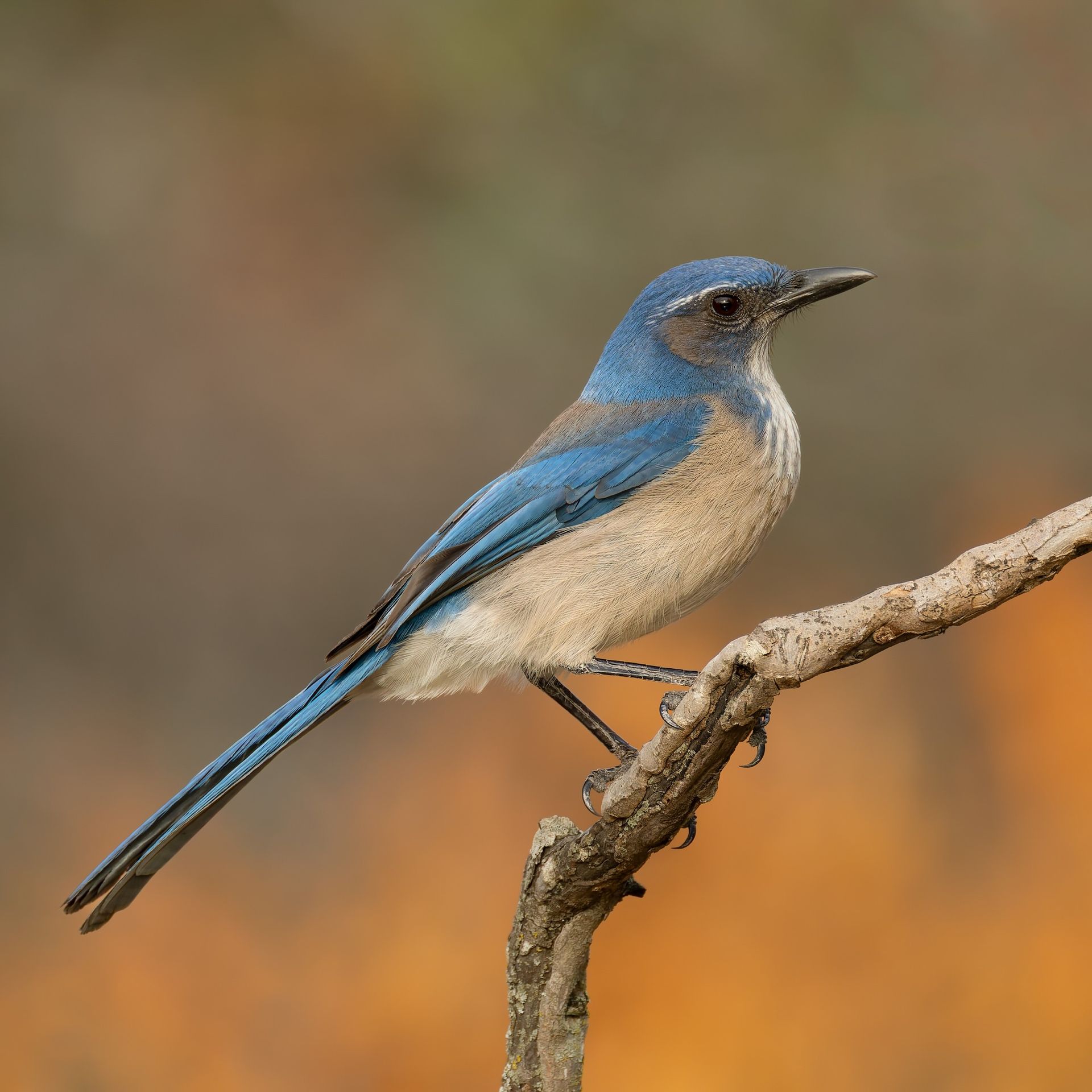 Blue and tan Western Scrub-Jay perched on a brown branch, against a blurred autumn background.